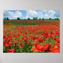 Suche nach mohnblumen leinwand Feld