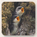 Recherche de hirondelles dessous de verres Oiseau