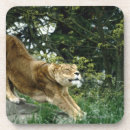 Suche nach große katzen untersetzer Wild lebende tiere