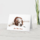 Recherche de springer spaniel vœux cartes Chien