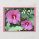 Recherche de rose de sharon Hibiscus