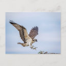 Recherche de nid cartes postales Animal