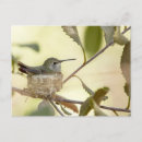 Recherche de nid de colibri cartes postales Animal