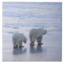 Recherche de ours blancs carreaux Faune