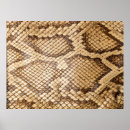 Recherche de pattern posters Animal