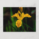 Recherche de iris jaune cartes postales Gros plan