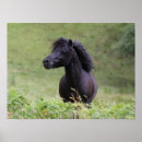 Suche nach shetland pony poster Schwarz