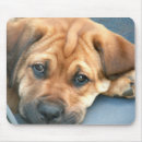 Suche nach braunes auge mousepads Hund