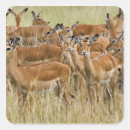Recherche de impala autocollants Aepyceros melampus