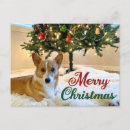 Suche nach welsh corgi postkarten Welpe