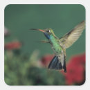 Suche nach hummingbird aufkleber Arizona