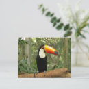 Recherche de oiseau toucan cartes postales Arbre