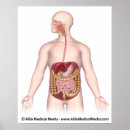 Recherche de digestif posters Digestion
