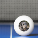 Recherche de loups balles ping pong Animal