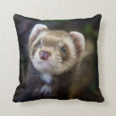 Recherche de de furet coussins Animaux familiers