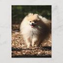 Suche nach zwergspitz poster Loulou