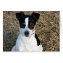 Recherche de rat terrier Chien