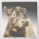 Recherche de foin dessous de verres Vache