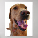 Suche nach goldener labrador poster Pet