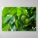Suche nach walnuss poster Landwirtschaft