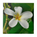 Suche nach frangipani fliesen Blume