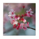 Suche nach rosa kirschblüten fliesen Kirschbaum