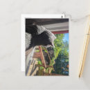 Recherche de abréviations cartes postales Chaton