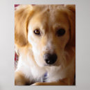 Recherche de mélangé posters Animal familier
