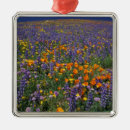 Recherche de coquelicot ornements Nature