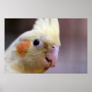 Suche nach lutino poster Kakatiel