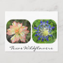 Suche nach texas wildblumen postkarten Indianerpinsel