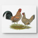 Suche nach henne fotoplatten Huhn