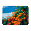 Recherche de coquelicot magnets Botanique