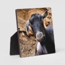 Suche nach ziegen fotoplatten Niedlich