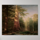 Suche nach pine tree poster Bäume