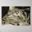 Suche nach katzenplakate poster Tiere