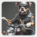 Recherche de boxeur drôle autocollants Mignon