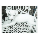 Recherche de chiot blanc Portrait