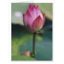 Recherche de hangzhou cartes postales Lotus