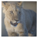Recherche de lion carreaux Faune