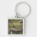 Recherche de pardus Horizontal