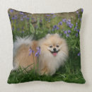 Recherche de spitz coussins Position