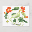 Recherche de nasturtiums cartes postales Plante