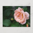 Suche nach photography postkarten Pink