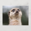 Recherche de suricate vœux cartes Mignon