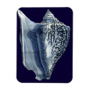 Suche nach muscheln magnete Seemuschel