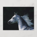 Suche nach arabische pferde postkarten Bob langrish