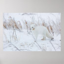 Recherche de carnivore posters Camouflage