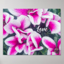Suche nach cyclamen poster Blume