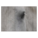 Recherche de équestre planches à découper Animal
